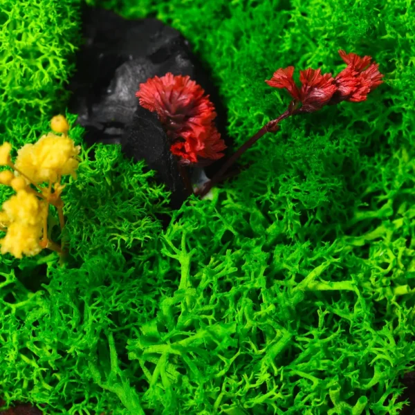 Forest Terrarium Desktop - Image 2