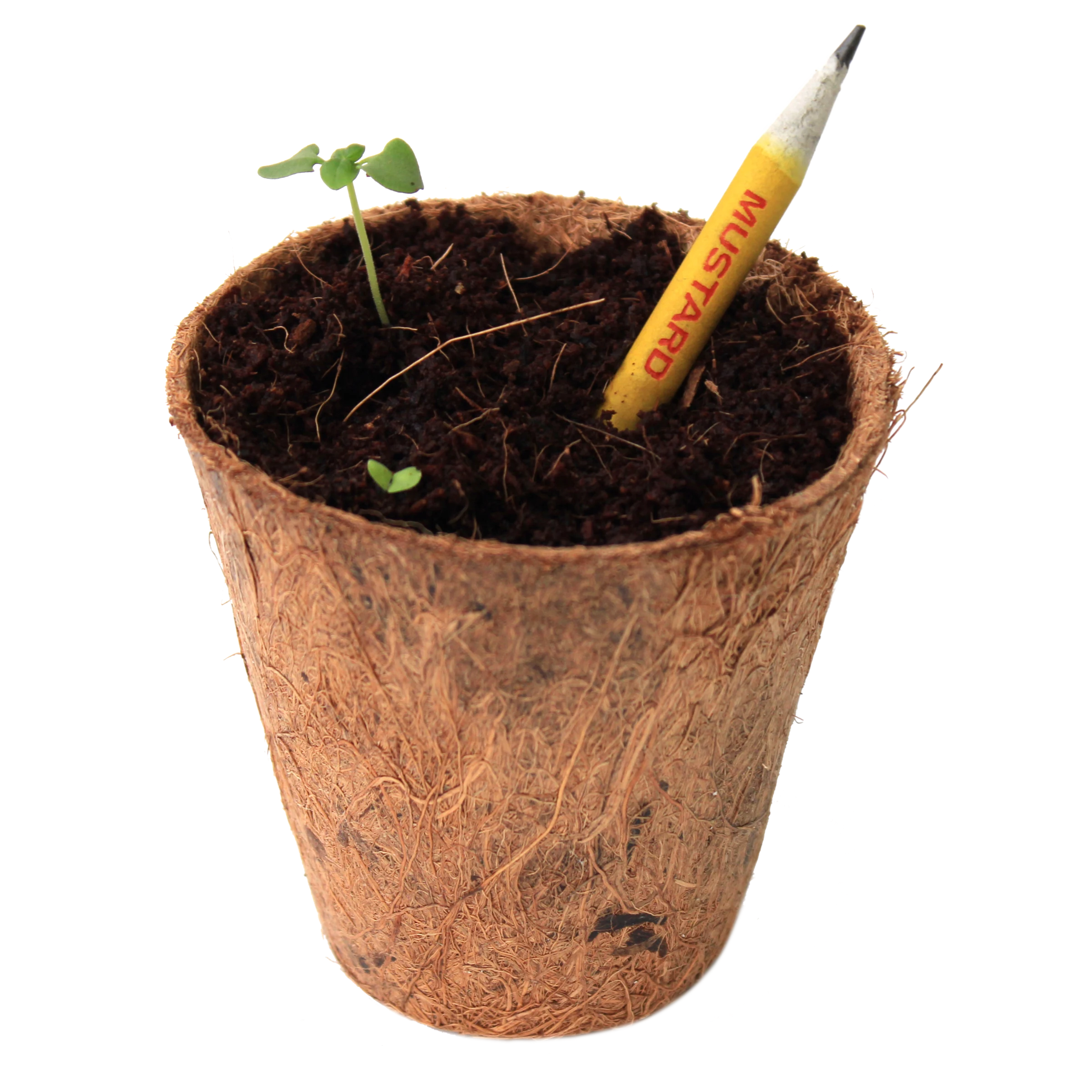 Plantable Seed Pencil - Image 2