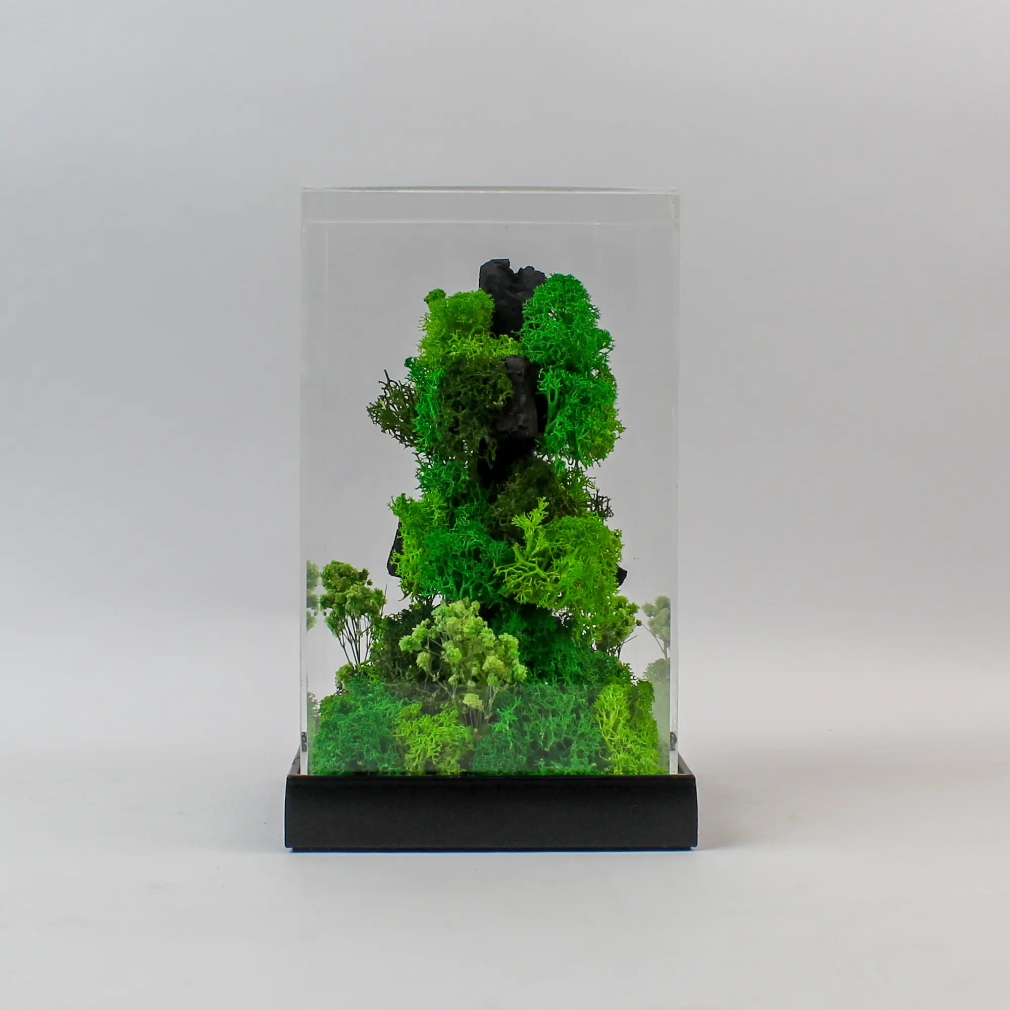Forest Terrarium Rise - Image 2