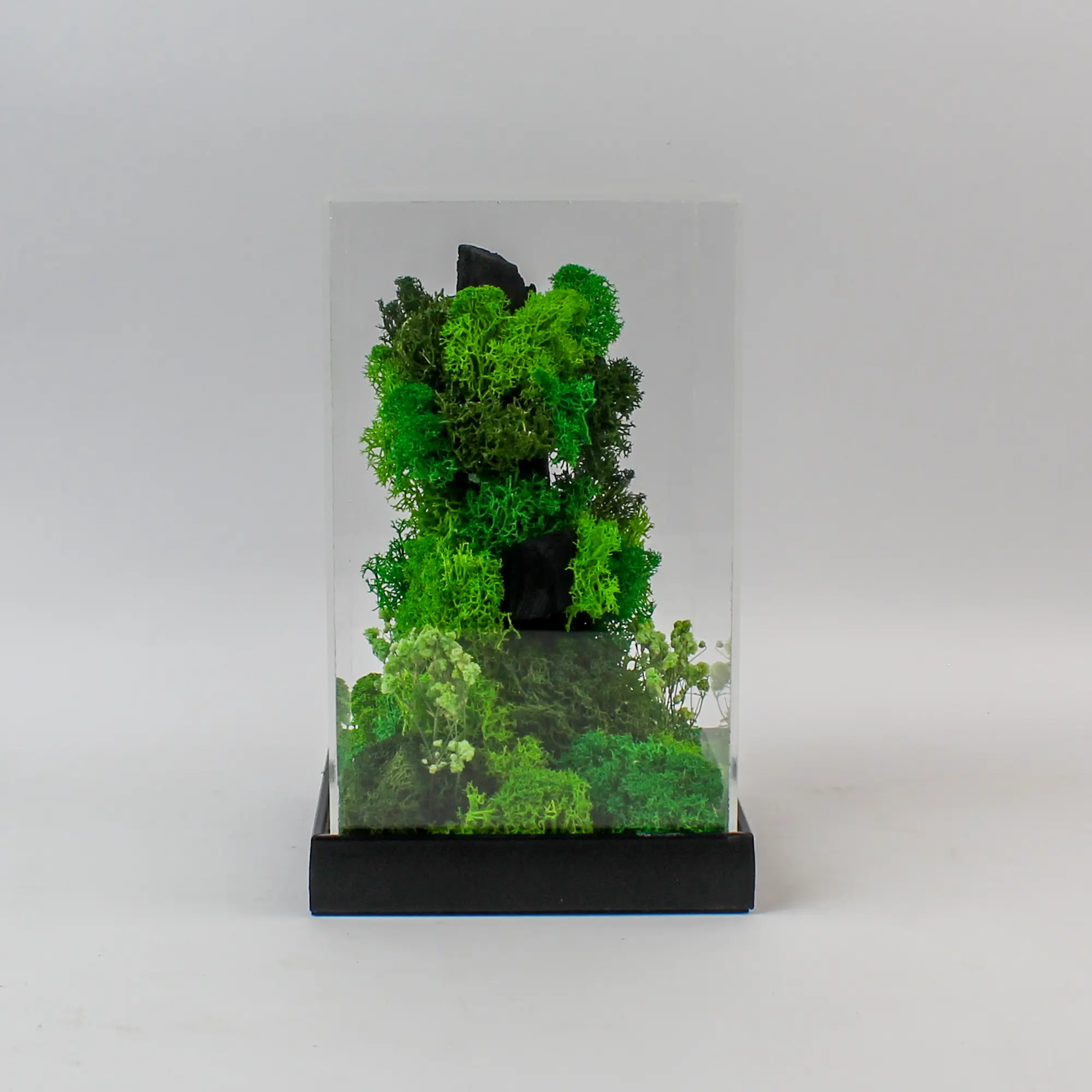 Forest Terrarium Rise - Image 3