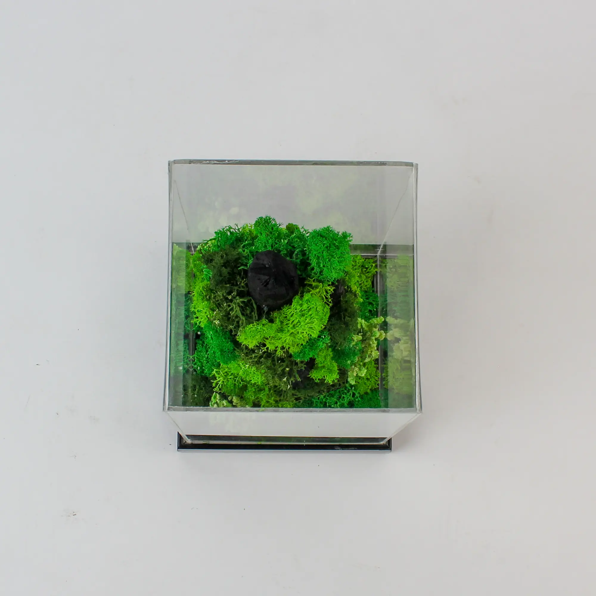 Forest Terrarium Rise - Image 4